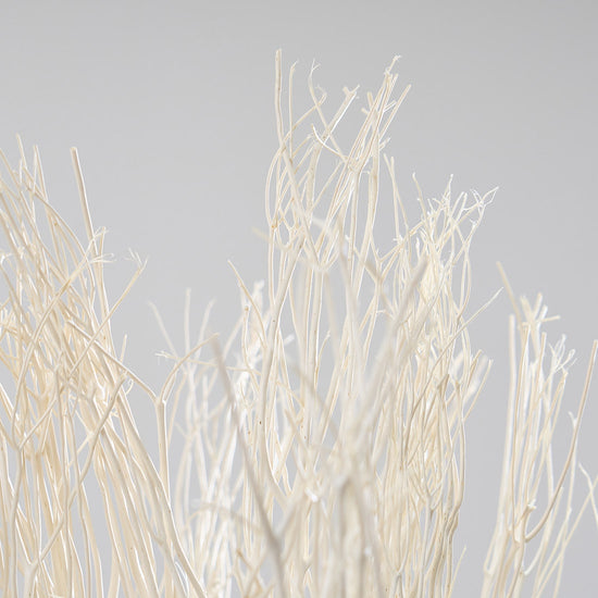 ［BIGボタニカル｜ドライ］ミツマタ 90-100cm