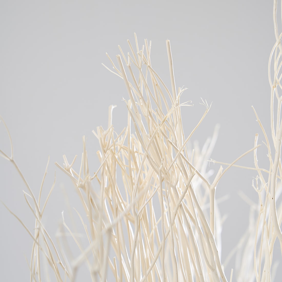 BIGボタニカル］ミツマタ 90-100cm 商品ページ - 土と風の植物園