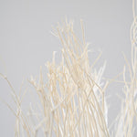 ［BIGボタニカル｜ドライ］ミツマタ（ホワイト）