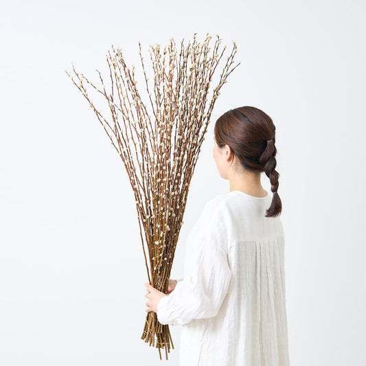 ［BIGボタニカル｜ドライ］ネコヤナギ 90cm