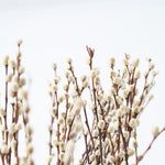 ［BIGボタニカル｜ドライ］ネコヤナギ 90cm