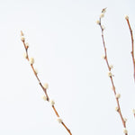 ［BIGボタニカル｜ドライ］ネコヤナギ 90cm