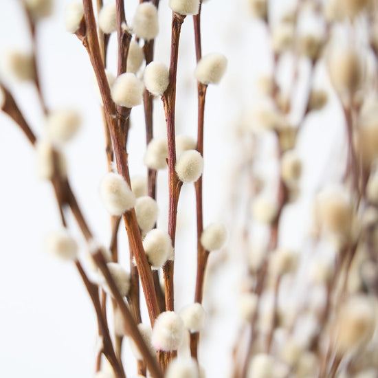 ［BIGボタニカル｜ドライ］ネコヤナギ 90cm