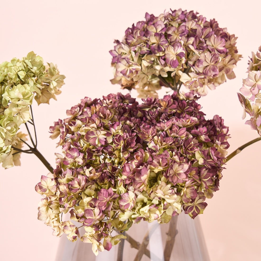 ［ドライフラワー］紫陽花 ユーアンドミートゥギャザー 2本セット