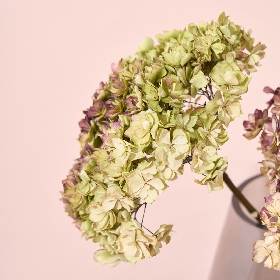 ［ドライフラワー］紫陽花 ユーアンドミートゥギャザー 2本セット