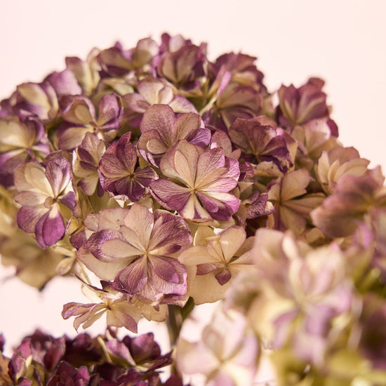 ［ドライフラワー］紫陽花 ユーアンドミートゥギャザー 2本セット