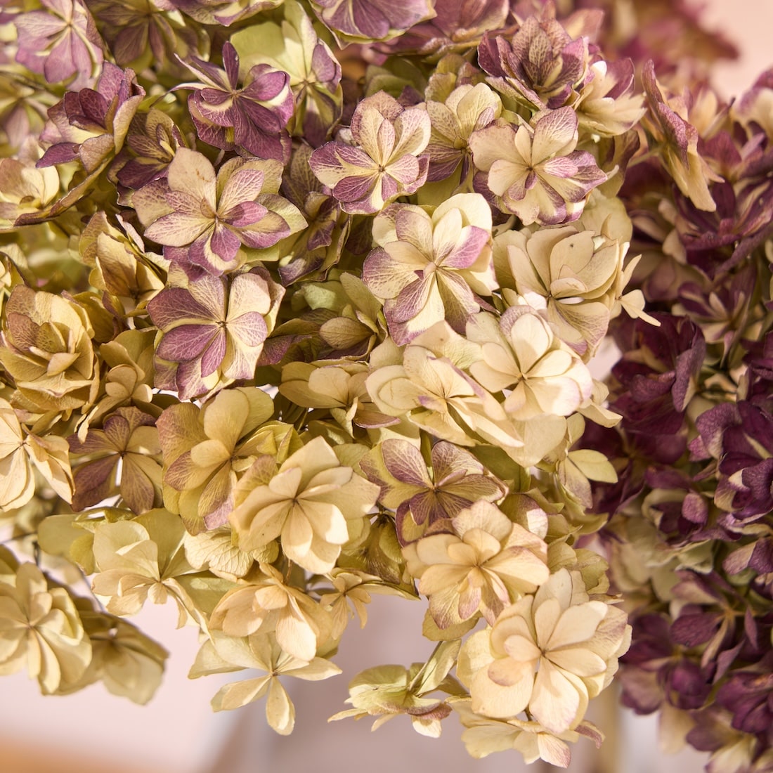 ドライフラワー］紫陽花 ユーアンドミートゥギャザー 商品ページ