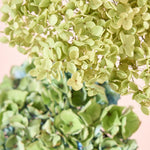 紫陽花アナベルとおすすめドライフラワーのセット