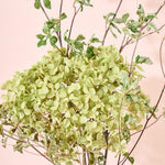 紫陽花アナベルとおすすめドライフラワーのセット