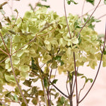 紫陽花アナベルとおすすめドライフラワーのセット