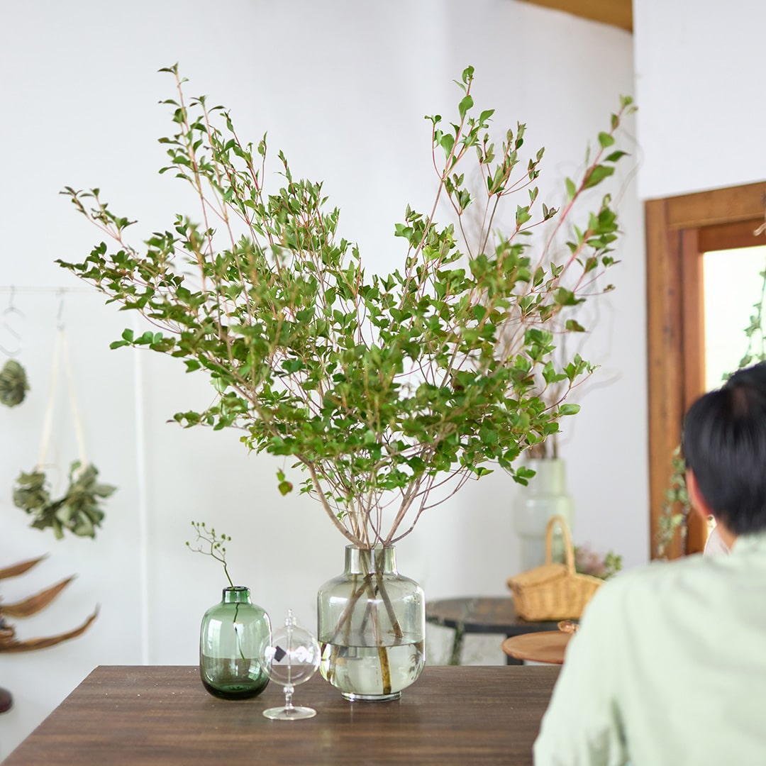 【出荷日指定商品】［フレッシュな状態でお届け］ドウダンツツジ