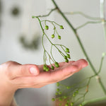 【今季最終出荷9/3まで！・出荷日指定商品】［フレッシュな状態でお届け］野ばらの実 110㎝