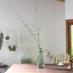 【今季最終出荷9/3まで！・出荷日指定商品】［フレッシュな状態でお届け］野ばらの実 110㎝