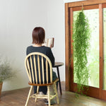 ［BIGボタニカル｜ドライ］ヒカゲノカズラ 100-160cm