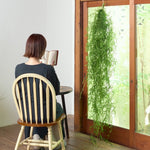 ［BIGボタニカル｜ドライ］ヒカゲノカズラ 100-160cm