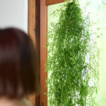 ［BIGボタニカル｜ドライ］ヒカゲノカズラ 100-160cm