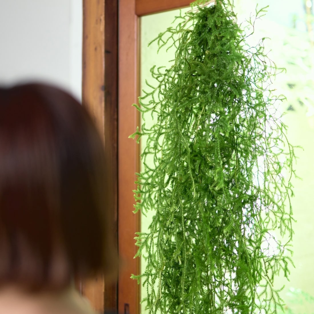 【期間限定10%OFF】［BIGボタニカル｜ドライ］ヒカゲノカズラ 100-160cm