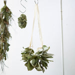 ＜エポック＞レモンリーフのオーバル型スワッグ