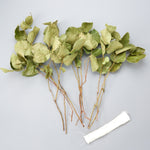 ＜エポック＞レモンリーフのオーバル型スワッグ