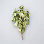 ＜ミルフィーユ＞ユーカリ ポポラスのリース