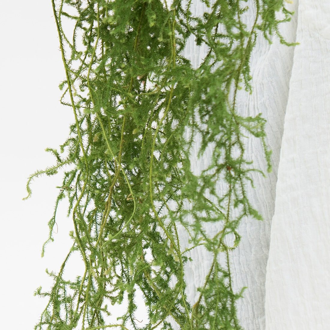 【期間限定10%OFF】［BIGボタニカル｜ドライ］ヒカゲノカズラ 100-160cm