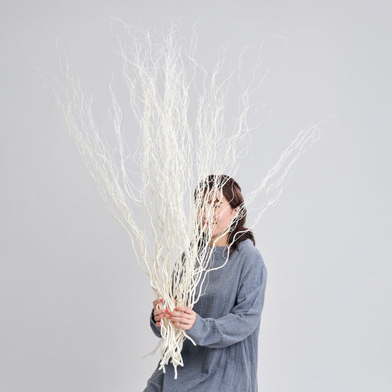 ［BIGボタニカル｜ドライ］雲竜柳 ホワイト 100-120cm