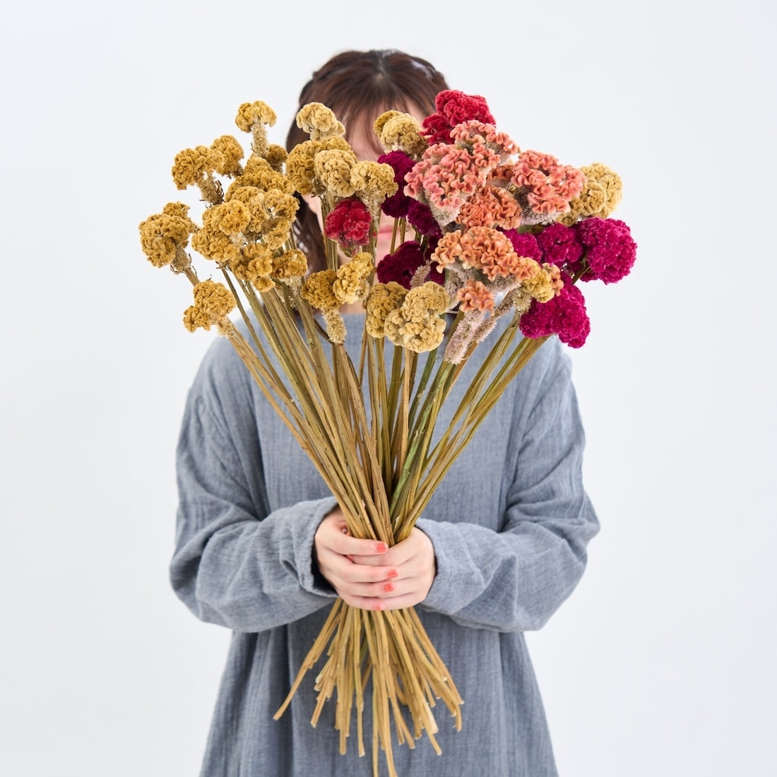 ［ドライフラワー］ケイトウ