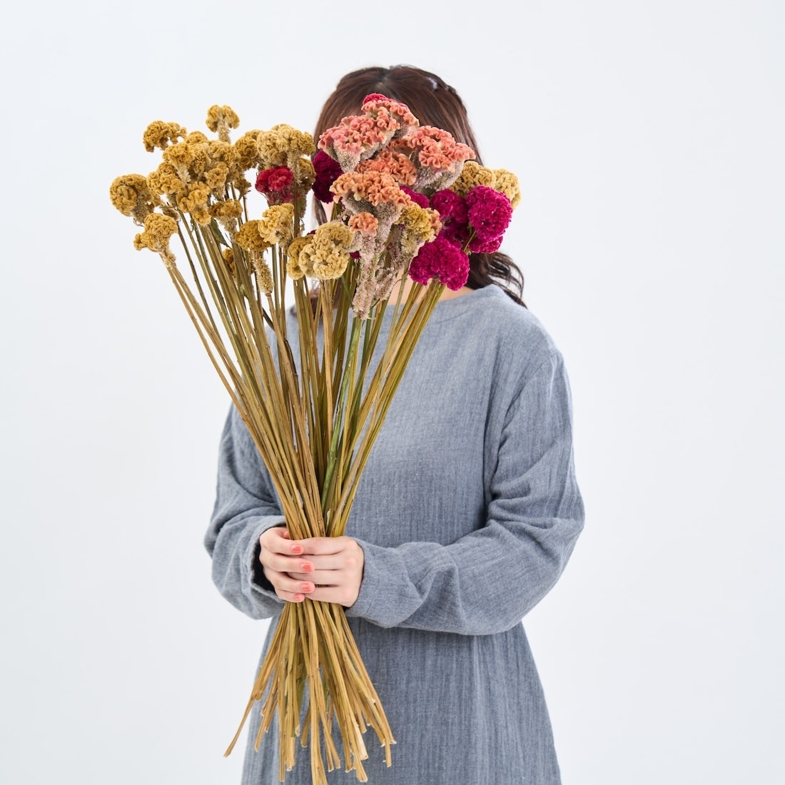 ［ドライフラワー］ケイトウ