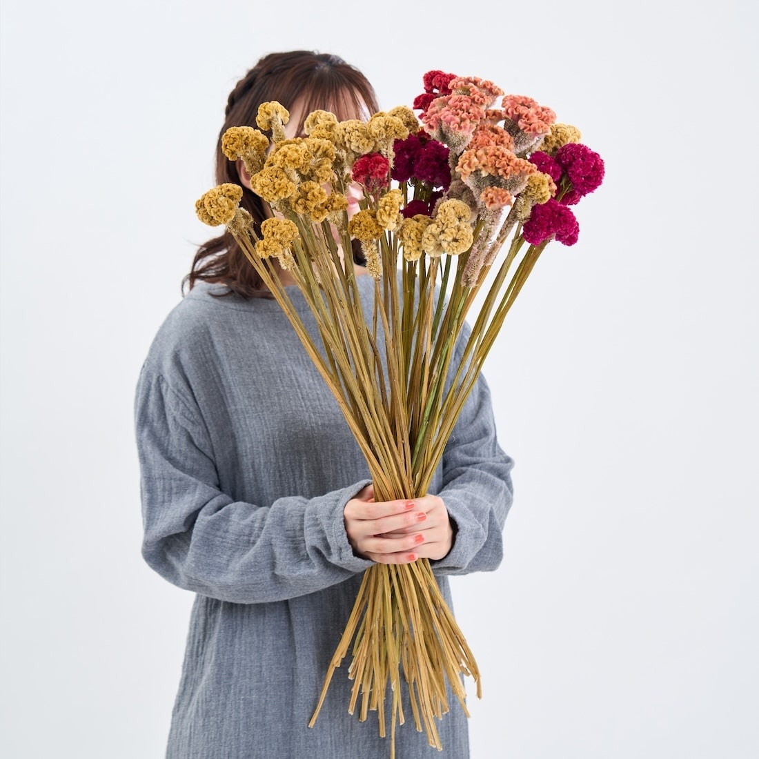 ［ドライフラワー］ケイトウ