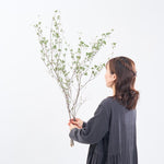 ［BIGボタニカル｜ドライ］ドウダンツツジ 80-100cm