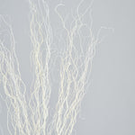 ［BIGボタニカル｜ドライ］雲竜柳 ホワイト 100-120cm