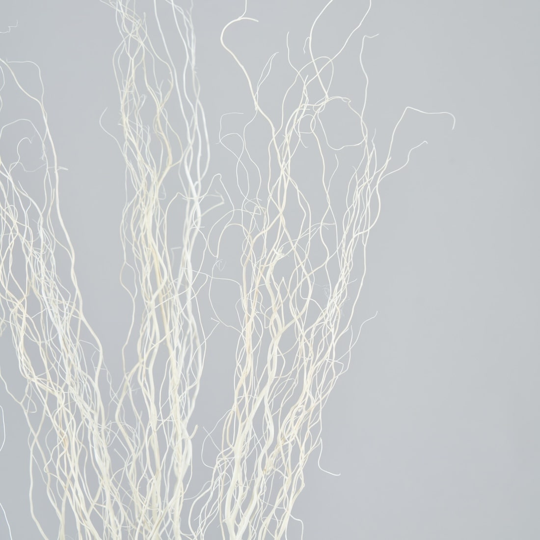 ［BIGボタニカル｜ドライ］雲竜柳 ホワイト 100-120cm