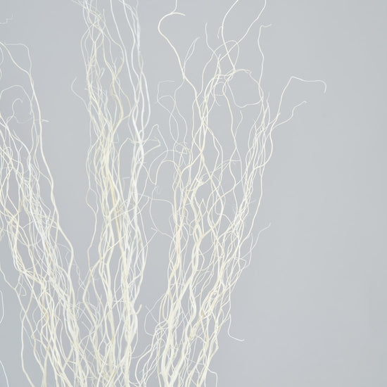 ［BIGボタニカル｜ドライ］雲竜柳 ホワイト 100-120cm