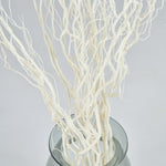 ［BIGボタニカル｜ドライ］雲竜柳 ホワイト 100-120cm