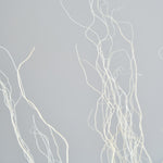 ［BIGボタニカル｜ドライ］雲竜柳 ホワイト 100-120cm