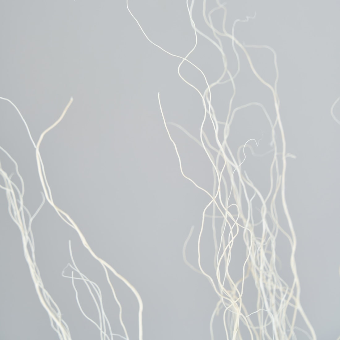 ［BIGボタニカル｜ドライ］雲竜柳 ホワイト 100-120cm