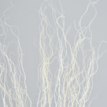 ［BIGボタニカル｜ドライ］雲竜柳 ホワイト 100-120cm