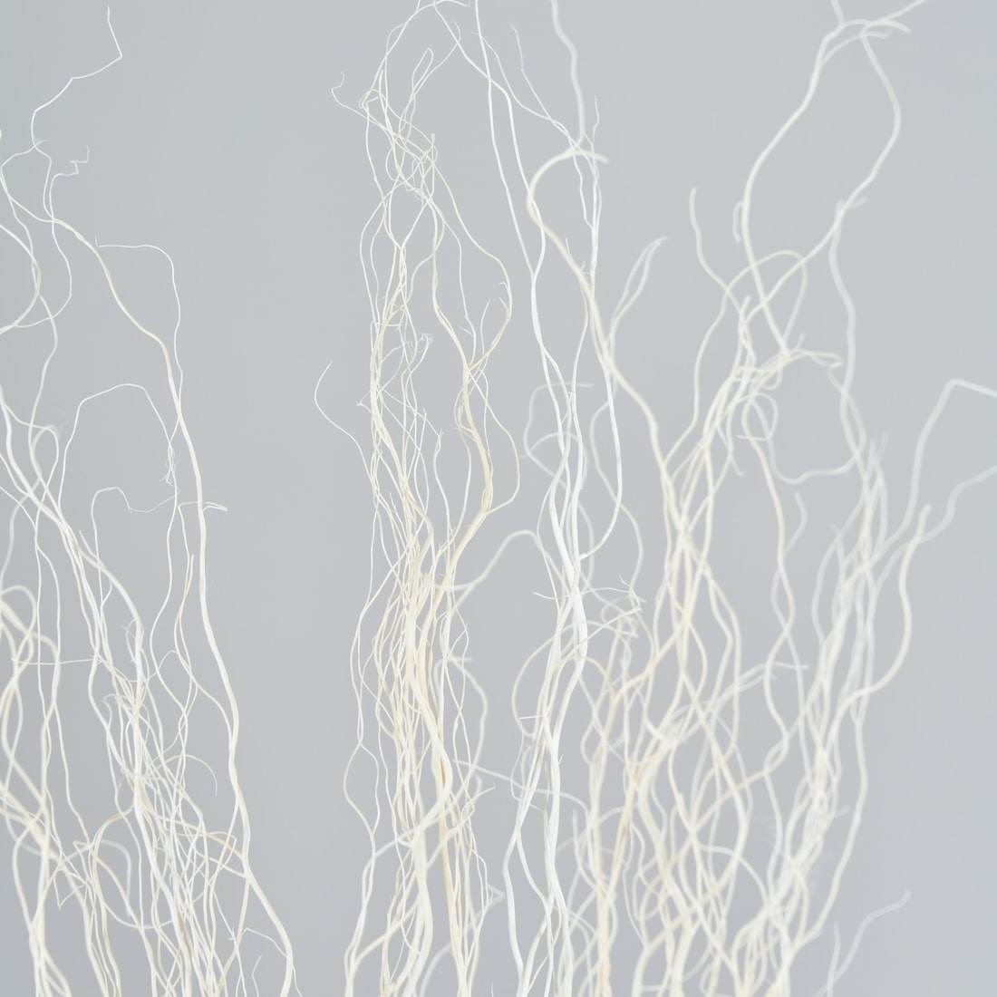 ［BIGボタニカル｜ドライ］雲竜柳 ホワイト 100-120cm