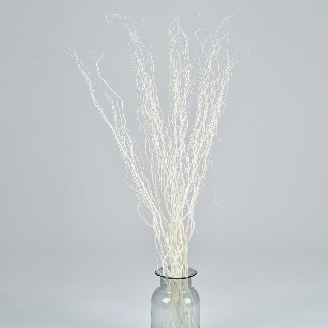［BIGボタニカル｜ドライ］雲竜柳 ホワイト 100-120cm