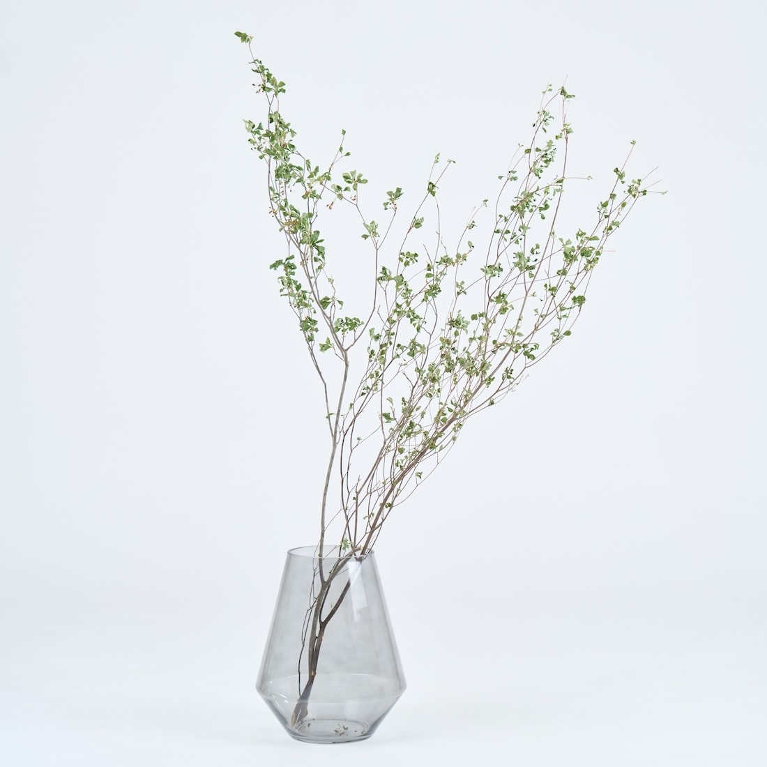 ［BIGボタニカル｜ドライ］ドウダンツツジ 80-100cm