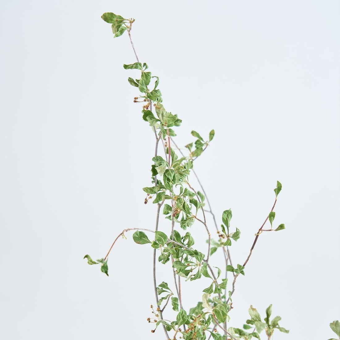 BIGボタニカル｜ドライ］ドウダンツツジ 80-100cm 商品ページ - 土と風