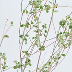 ［BIGボタニカル｜ドライ］ドウダンツツジ 80-100cm