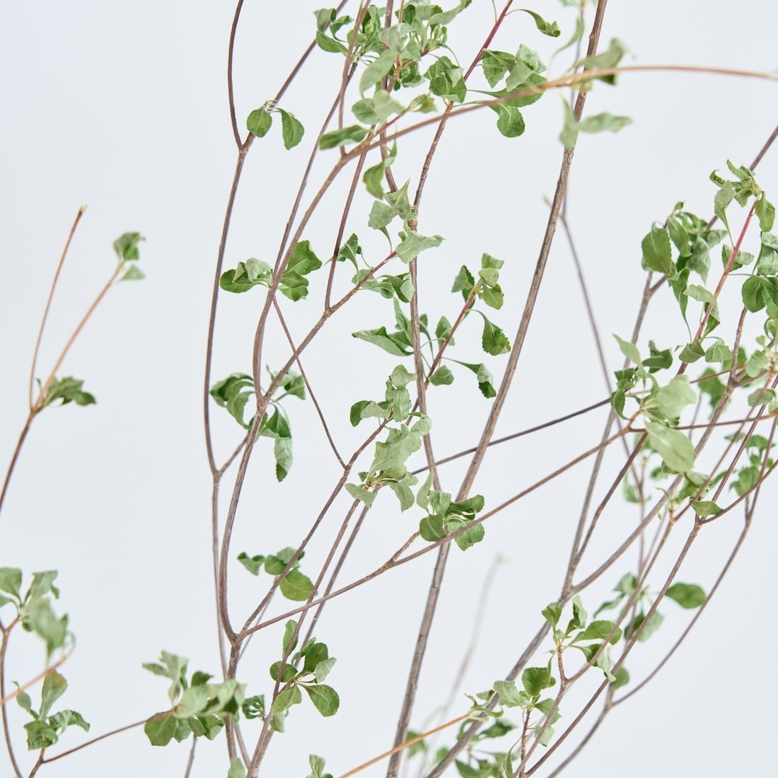 ［BIGボタニカル｜ドライ］ドウダンツツジ 80-100cm