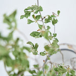 ［BIGボタニカル｜ドライ］ドウダンツツジ 80-100cm