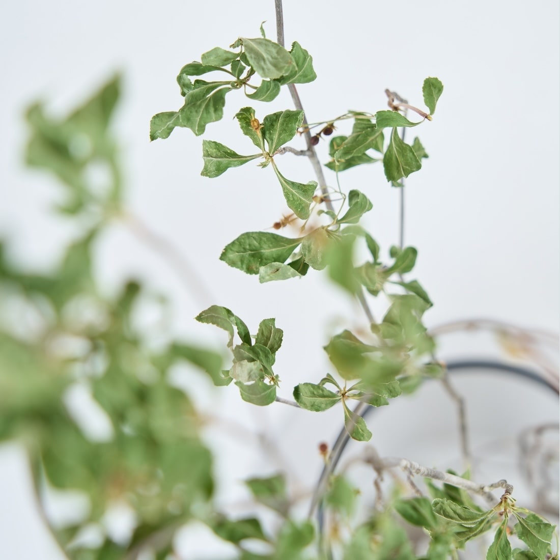 ［BIGボタニカル｜ドライ］ドウダンツツジ 80-100cm