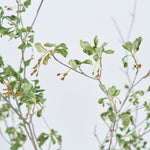 ［BIGボタニカル｜ドライ］ドウダンツツジ 80-100cm