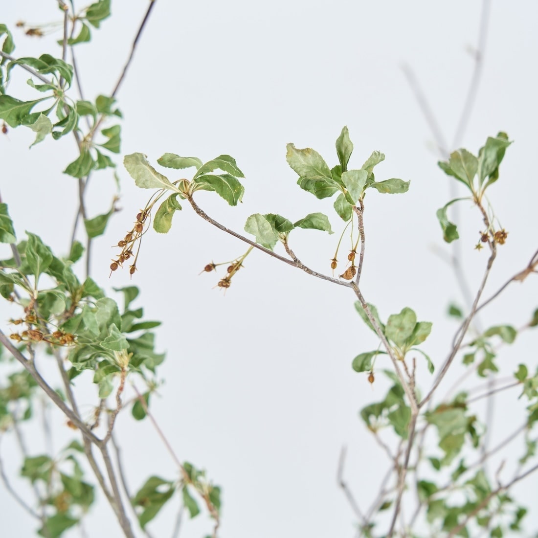 ［BIGボタニカル｜ドライ］ドウダンツツジ 80-100cm