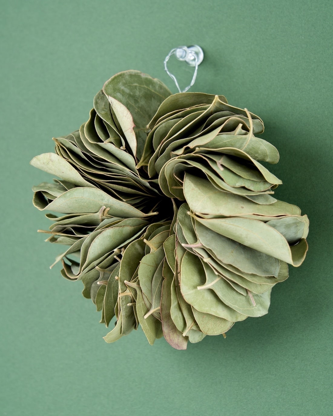 ミルフィーユ＞ユーカリ ポポラスのリース 商品ページ - 土と風の植物園