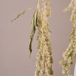 ［ドライフラワー］アマランサス グリーン