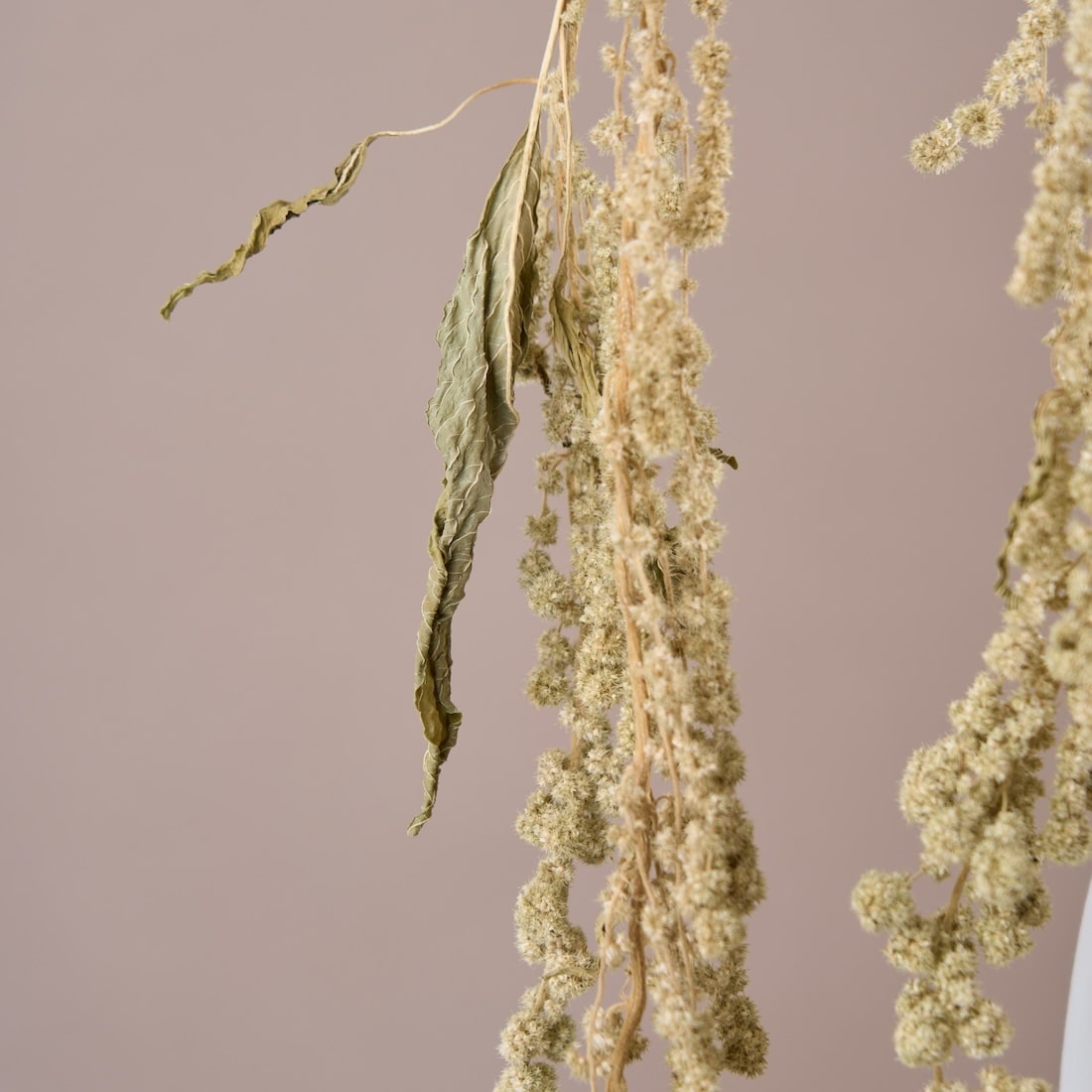 ［ドライフラワー］アマランサス グリーン